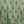 Load image into Gallery viewer, kortärmad skjorta Kino Kvitten från Liebling. Krage med slag, knappar fram, två små veck bak i ryggen och liten slits i sidorna. Sydd i en fin viskos.  Färg: Kvittengula och vita blommor, skogsgröna blad och svarta stjälkar på pastellgrön botten. Material: 51% EcoVero, 49% viskos från Frankrike.
